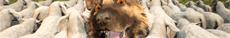 Hubert, an Overconfident Sheepdog With a Nose for Trouble 